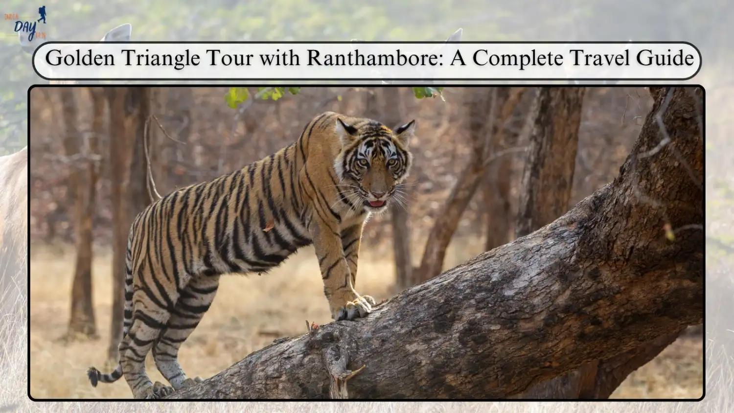 Golden Triangle Tour with Ranthambore: A Complete Travel Guide