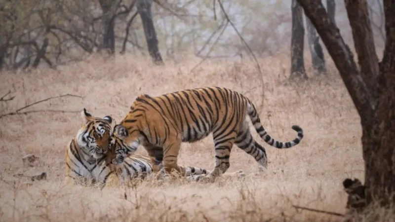 Golden Triangle Tour with Ranthambore 4N5D